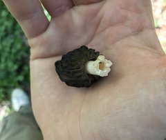Morchella semilibera