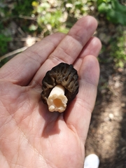 Morchella semilibera