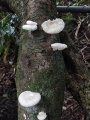 Oudemansiella australis