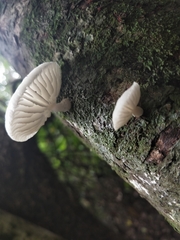 Oudemansiella australis