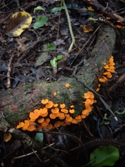 Favolaschia claudopus