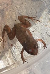 Crinia flindersensis