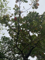 Lagerstroemia speciosa