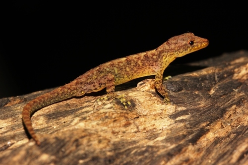 Mahabal’s Day Gecko