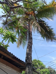 Cocos nucifera