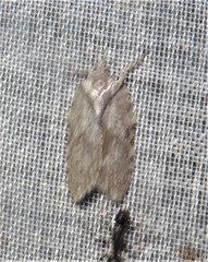 Polyortha