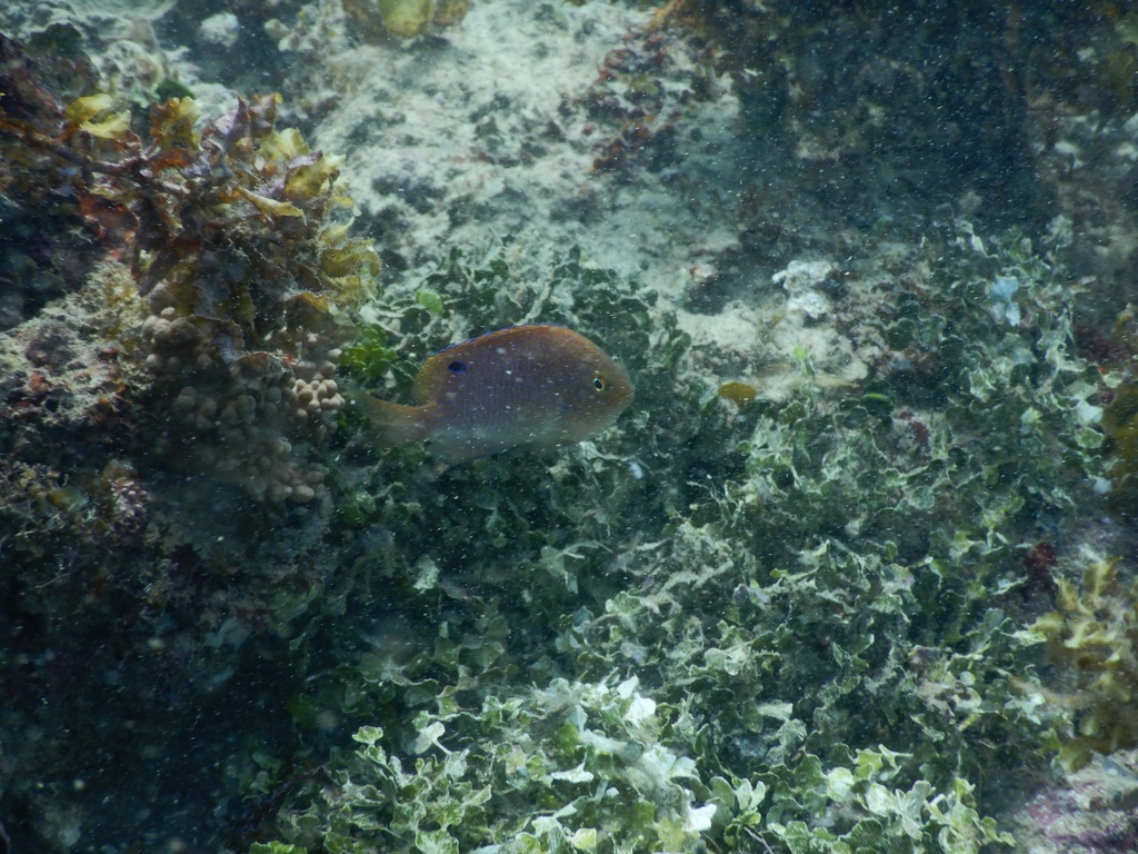 Baensch's damsel (Pomacentrus baenschi) — Pomacentridae