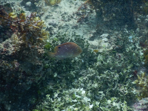 Baensch's damsel (Pomacentrus baenschi) — Pomacentridae