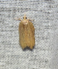 Polyortha