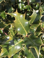 Ilex aquifolium
