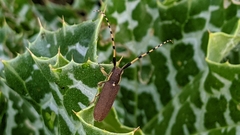 Agapanthia annularis