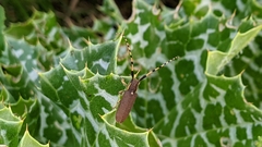 Agapanthia annularis