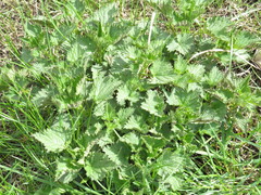 Urtica dioica