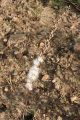 Eriospermum lanceifolium