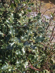 Ilex aquifolium