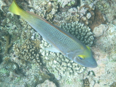 Lethrinus atkinsoni