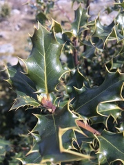 Ilex aquifolium