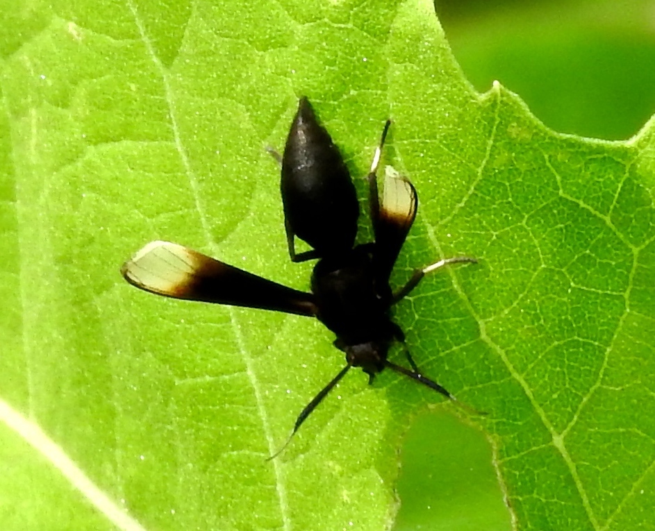 Myrmecopsis strigosa