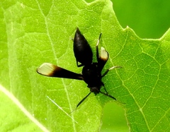 Myrmecopsis strigosa