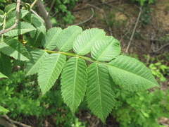 Rhus javanica