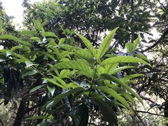 Viburnum arboricolum