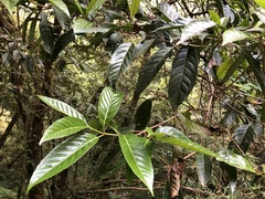 Viburnum arboricolum