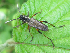 Xylotrechus grayii