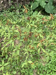 Rhododendron × pulchrum