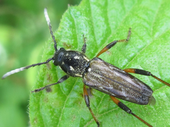 Xylotrechus grayii
