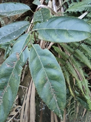 Itea chinensis