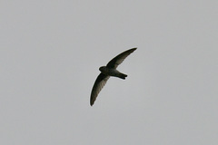 Aerodramus spodiopygius