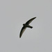 White-rumped Swiftlet - Photo (c) Bird Explorers, some rights reserved (CC BY-NC), uploaded by Bird Explorers