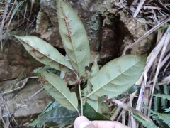 Itea chinensis