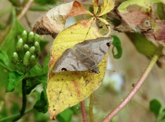 Arteurotia tractipennis