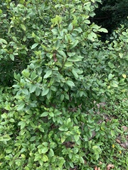 Magnolia figo