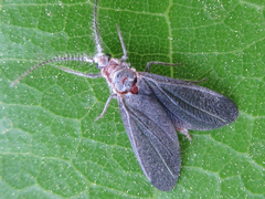 Drosicha corpulenta