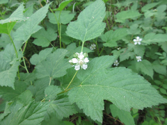 Rubus crataegifolius