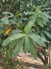 Macadamia ternifolia