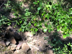 Everistia vacciniifolia nervosa
