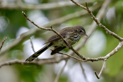 Fiji Streaked Fantail photo 2