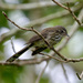 Streaked Fantail (Viti Levu) - Photo (c) Bird Explorers, some rights reserved (CC BY-NC), uploaded by Bird Explorers