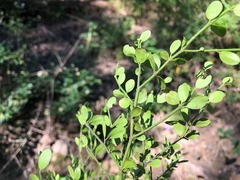 Everistia vacciniifolia nervosa