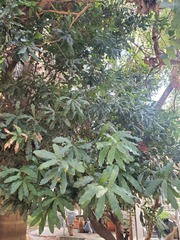 Macadamia ternifolia