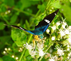 Astraptes fulgerator azul