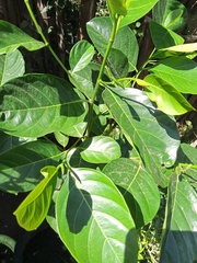 Magnoliopsida
