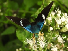 Astraptes fulgerator azul