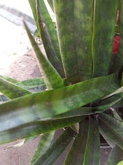 Sansevieria stuckyi