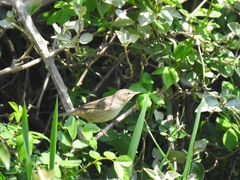 Phylloscopus fuscatus