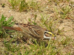 Emberiza chrysophrys