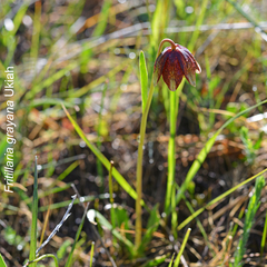 Fritillaria biflora ineziana